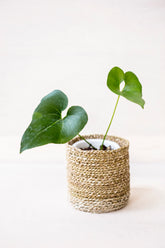 Anthurium brownii
